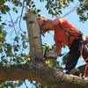 Tree Cutting - Picture Box