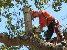 Tree Cutting Picture Box