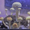 'Almost' Magic Mushroom Gro... - Picture Box