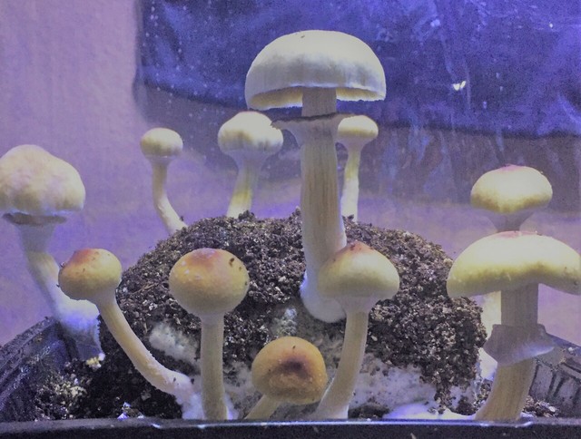 'Almost' Magic Mushroom Grow Kit - 5 x Mushroom Gr Picture Box