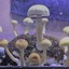 'Almost' Magic Mushroom Gro... - Picture Box