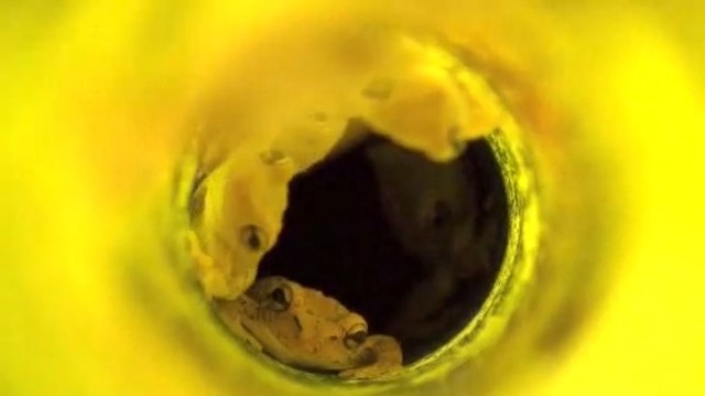 yellow frogs in a pipe Picture Box