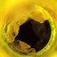 yellow frogs in a pipe - Picture Box