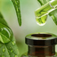 Health Benefits of Green Lo... - Picture Box