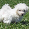 Bichon Frise Puppies for sale: Price in India | Mr n Mrs Pet