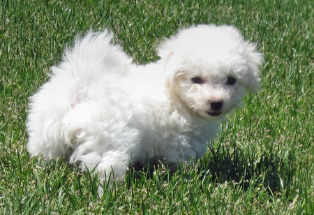 14829202104191231265241 Bichon Frise Puppies for sale: Price in India | Mr n Mrs Pet
