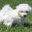 14829202104191231265241 - Bichon Frise Puppies for sale: Price in India | Mr n Mrs Pet