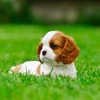 Cavalier King Charles Spaniel Puppies for sale: Price in India | Mr n Mrs Pet