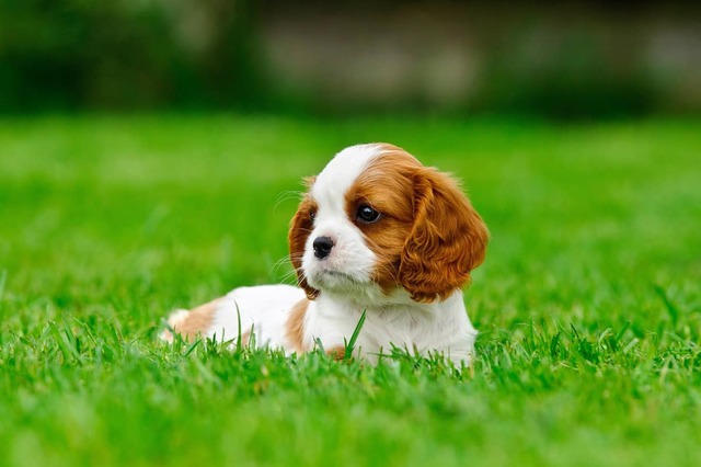 14829202104261258122135 Cavalier King Charles Spaniel Puppies for sale: Price in India | Mr n Mrs Pet