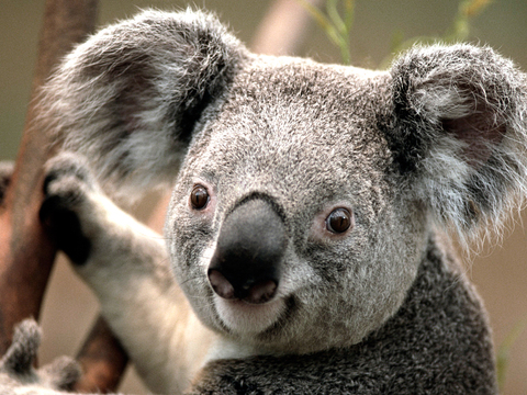 Koala - Anonymous
