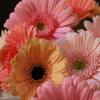 Next Day Delivery Flowers W... - Florist in Wake Forest, NC