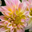 Fort Mill SC Same Day Flowe... - Florist in Fort Mill, SC