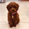 Poodle Puppies for sale - Poodle Puppies for sale: Pr...