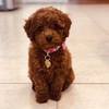 Poodle Puppies for sale: Price in India | Mr n Mrs Pet
