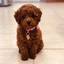 Poodle Puppies for sale - Poodle Puppies for sale: Price in India | Mr n Mrs Pet