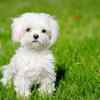 Maltese Puppies for sale: Price in India | Mr n Mrs Pet