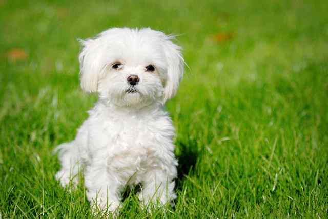 Maltese Puppies for sale Maltese Puppies for sale: Price in India | Mr n Mrs Pet