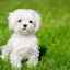 Maltese Puppies for sale - Maltese Puppies for sale: Price in India | Mr n Mrs Pet