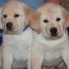Labrador Retriever Puppies for sale: Price in India | Mr n Mrs Pet