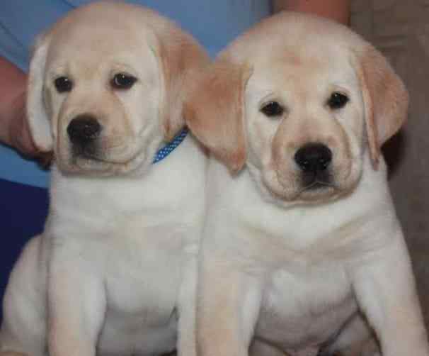 Labrador Retriever Puppies for sale Labrador Retriever Puppies for sale: Price in India | Mr n Mrs Pet