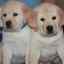Labrador Retriever Puppies ... - Labrador Retriever Puppies for sale: Price in India | Mr n Mrs Pet
