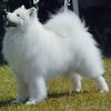 Samoyed Puppies for sale: Price in India | Mr n Mrs Pet