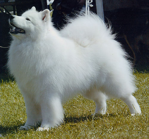 Samoyed Puppies Samoyed Puppies for sale: Price in India | Mr n Mrs Pet