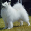 Samoyed Puppies - Samoyed Puppies for sale: Price in India | Mr n Mrs Pet