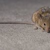 Bed Bugs Control - Picture Box