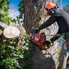 best tree service - Tree Service & Removal Bay ...