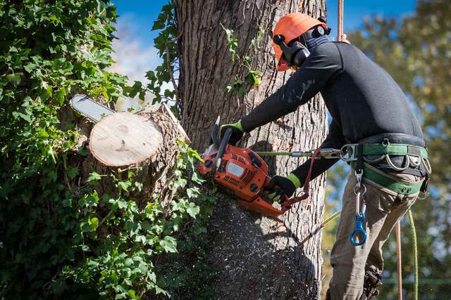 best tree service Tree Service & Removal Bay Shore