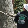 tree removal - Tree Service & Removal Bay ...