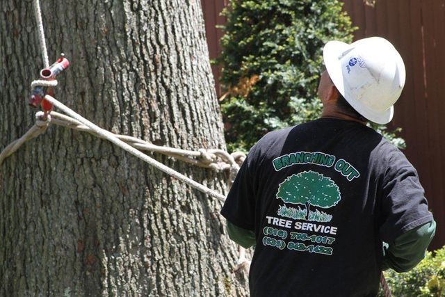 tree removal Tree Service & Removal Bay Shore