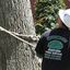 tree removal - Tree Service & Removal Bay Shore