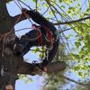 tree service near me - Tree Service & Removal Bay ...