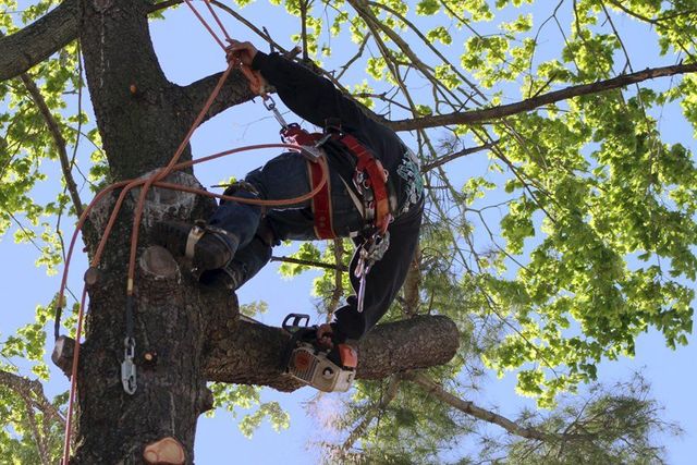 tree service near me Tree Service & Removal Bay Shore