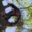 tree service near me - Tree Service & Removal Bay Shore