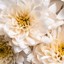 Greenville SC Flower Bouque... - Florist in Greenville