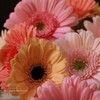 Buy Flowers Greenville SC - Florist in Greenville