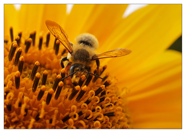 Sunflower Bee 2021 Close-Up Photography