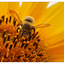 Sunflower Bee 2021 - Close-Up Photography