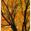 Hawk Glen Autumn 2021 4 - Nature Images