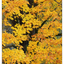 Hawk Glen Autumn 2021 6 - Nature Images