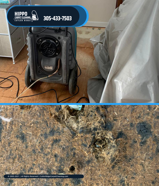 EXmoldRemediationServices3 Mold Remediation in Cutler Ridge FL - Hippo Carpet Cleaning Cutler Ridge