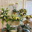 Flower Delivery in Waterbur... - Florist in Waterbury, CT