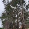 Tree Surveyor - Picture Box