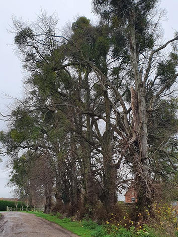 Tree Surveyor Picture Box