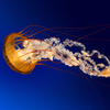 Jellyfish - Picture Box