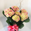 Next Day Delivery Flowers F... - Florist in Fayetteville