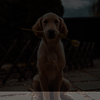Good Dog - Picture Box